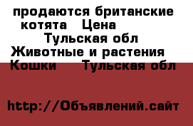 продаются британские котята › Цена ­ 2 500 - Тульская обл. Животные и растения » Кошки   . Тульская обл.